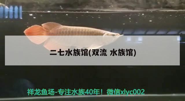 二七水族馆(双流水族馆) 招财战船鱼 第1张