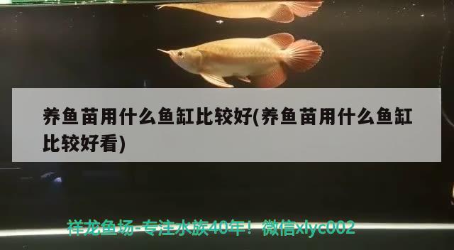 养鱼苗用什么鱼缸比较好(养鱼苗用什么鱼缸比较好看)