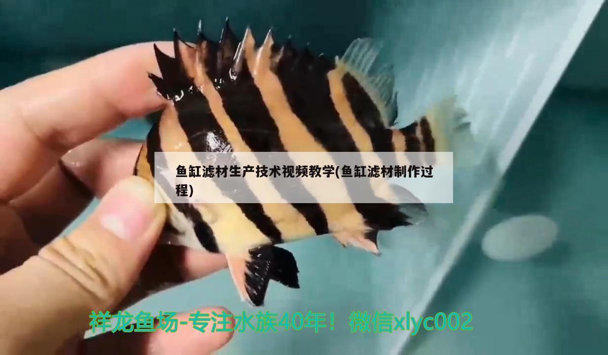 鱼缸滤材生产技术视频教学(鱼缸滤材制作过程) 细线银板鱼苗