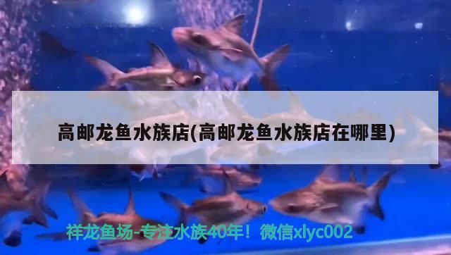 高邮龙鱼水族店(高邮龙鱼水族店在哪里)