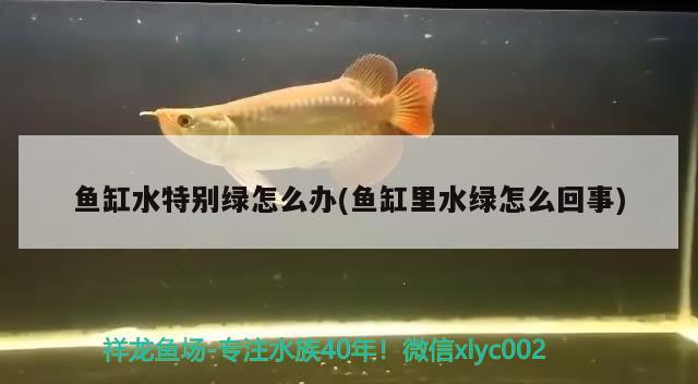 鱼缸水特别绿怎么办(鱼缸里水绿怎么回事)