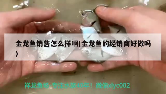 金龙鱼销售怎么样啊(金龙鱼的经销商好做吗) 申古三间鱼