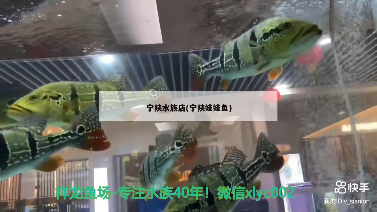 宁陕水族店(宁陕娃娃鱼)