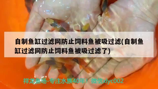 自制鱼缸过滤网防止饲料鱼被吸过滤(自制鱼缸过滤网防止饲料鱼被吸过滤了) 金老虎鱼