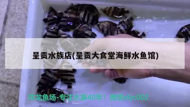 呈贡水族店(呈贡大食堂海鲜水鱼馆) 胭脂孔雀龙鱼