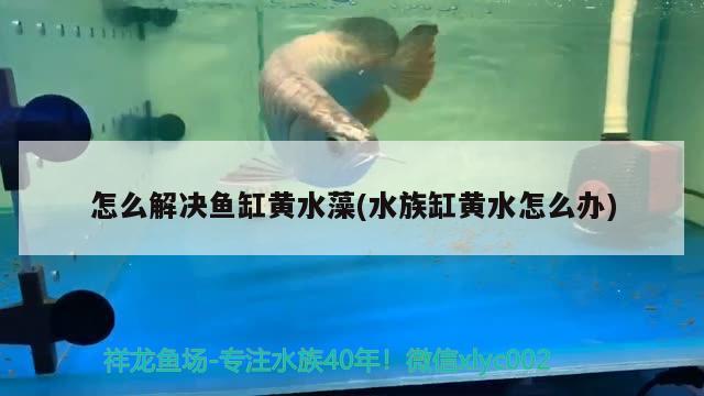 怎么解决鱼缸黄水藻(水族缸黄水怎么办) 虎纹银版鱼