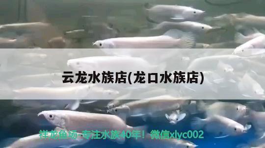 云龙水族店(龙口水族店) 粗线银版鱼