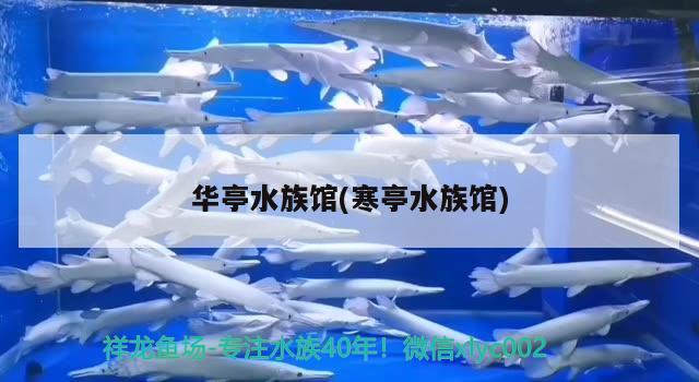 华亭水族馆(寒亭水族馆) 一眉道人鱼苗