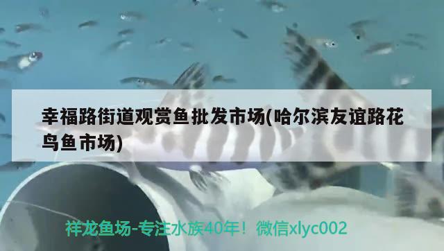 幸福路街道观赏鱼批发市场(哈尔滨友谊路花鸟鱼市场) 观赏鱼批发