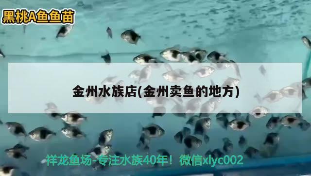 金州水族店(金州卖鱼的地方) 白子金龙鱼