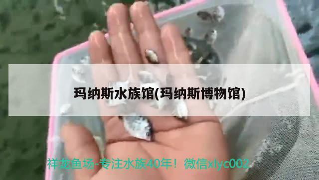 玛纳斯水族馆(玛纳斯博物馆) 龙凤鲤鱼