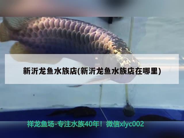 新沂龙鱼水族店(新沂龙鱼水族店在哪里) 飞凤鱼苗