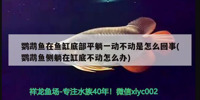 鹦鹉鱼在鱼缸底部平躺一动不动是怎么回事(鹦鹉鱼侧躺在缸底不动怎么办) 鹦鹉鱼