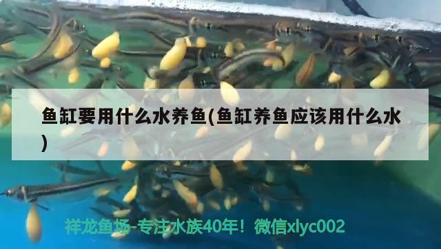 鱼缸要用什么水养鱼(鱼缸养鱼应该用什么水) 祥龙鱼场其他产品