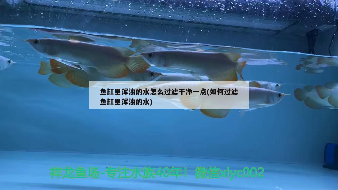 鱼缸里浑浊的水怎么过滤干净一点(如何过滤鱼缸里浑浊的水)