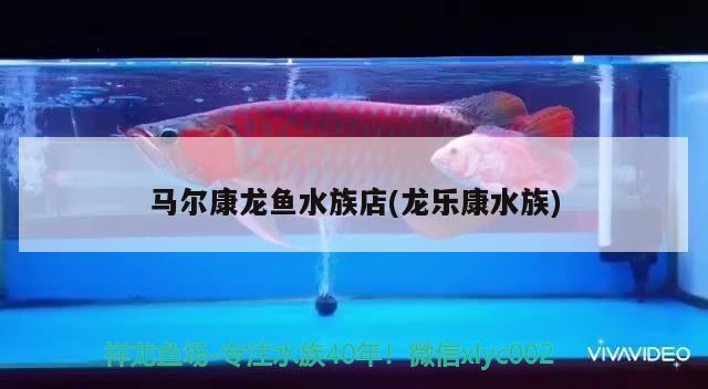 马尔康龙鱼水族店(龙乐康水族) 肺鱼 第3张