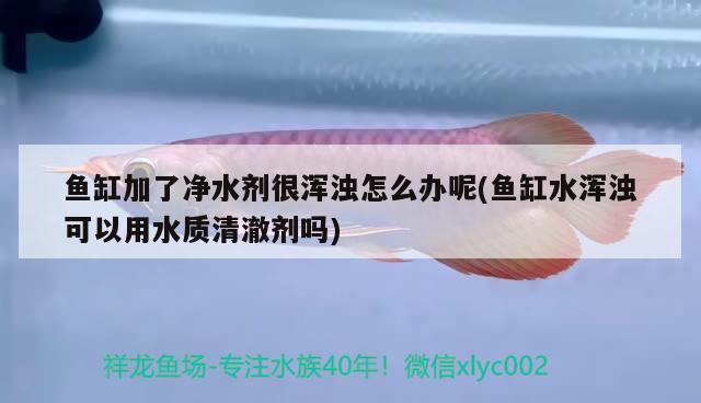 鱼缸加了净水剂很浑浊怎么办呢(鱼缸水浑浊可以用水质清澈剂吗) 大嘴鲸鱼 第2张