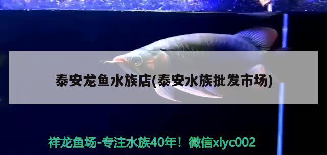 泰安龙鱼水族店(泰安水族批发市场) 观赏鱼水族批发市场