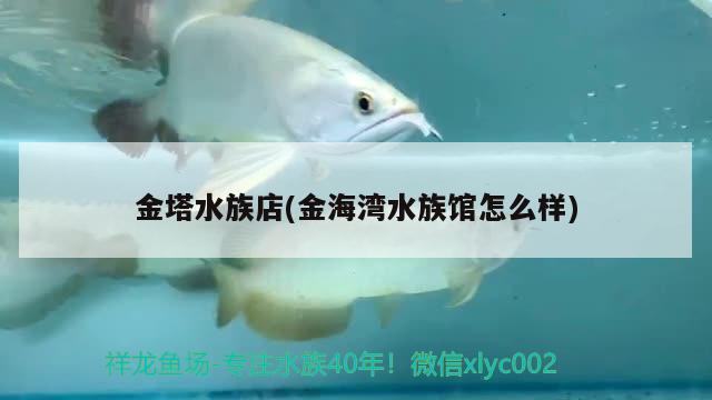 金塔水族店(金海湾水族馆怎么样) 祥龙金禾金龙鱼