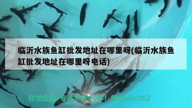 临沂水族鱼缸批发地址在哪里呀(临沂水族鱼缸批发地址在哪里呀电话)