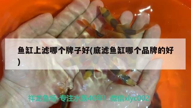 鱼缸上滤哪个牌子好(底滤鱼缸哪个品牌的好) 孵化器