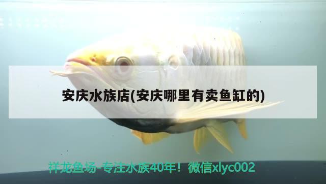 安庆水族店(安庆哪里有卖鱼缸的)