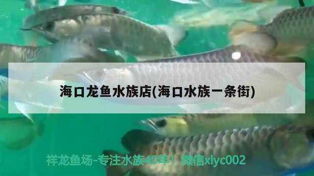 海口龙鱼水族店(海口水族一条街)