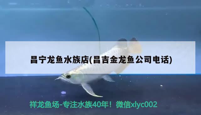 昌宁龙鱼水族店(昌吉金龙鱼公司电话) 黑帝王魟鱼