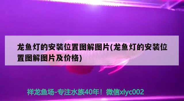 龙鱼灯的安装位置图解图片(龙鱼灯的安装位置图解图片及价格) 龙鱼百科