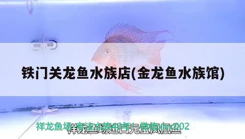 铁门关龙鱼水族店(金龙鱼水族馆) 丹顶锦鲤鱼