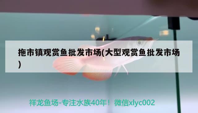 拖市镇观赏鱼批发市场(大型观赏鱼批发市场) 观赏鱼批发