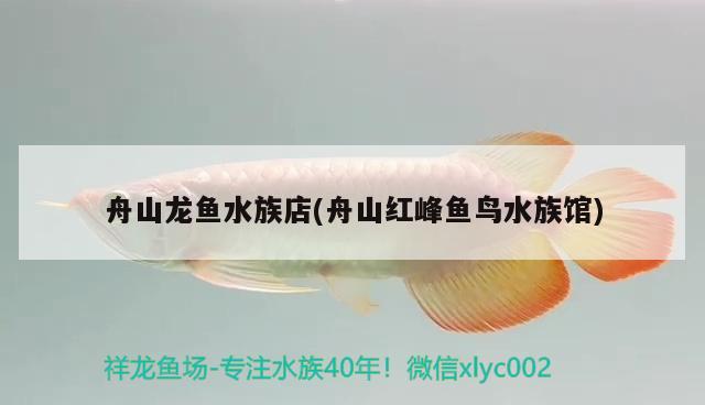 舟山龙鱼水族店(舟山红峰鱼鸟水族馆) 黑桃A鱼苗