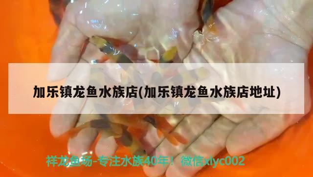 加乐镇龙鱼水族店(加乐镇龙鱼水族店地址)