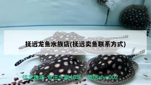 抚远龙鱼水族店(抚远卖鱼联系方式) 鱼缸水质稳定剂