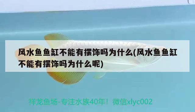 风水鱼鱼缸不能有摆饰吗为什么(风水鱼鱼缸不能有摆饰吗为什么呢)