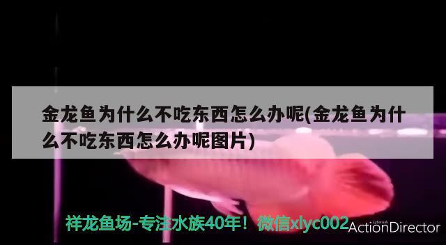 金龙鱼为什么不吃东西怎么办呢(金龙鱼为什么不吃东西怎么办呢图片)