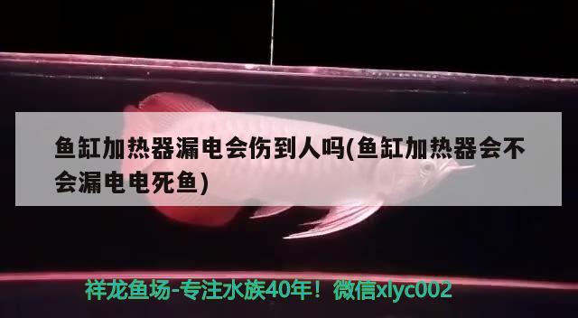 鱼缸加热器漏电会伤到人吗(鱼缸加热器会不会漏电电死鱼) 观赏龟/鳖饲料