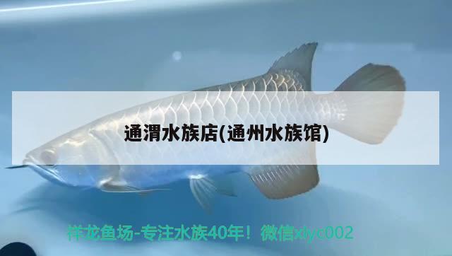 通渭水族店(通州水族馆) 斑马狗头鱼