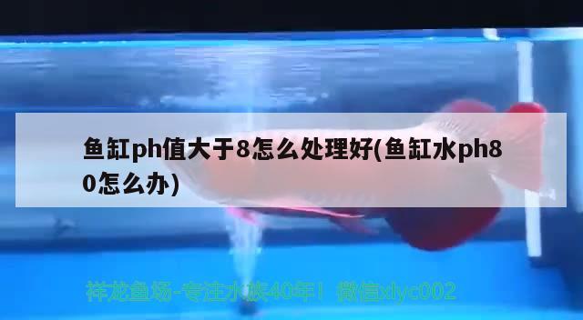 鱼缸ph值大于8怎么处理好(鱼缸水ph80怎么办) 虎纹银版鱼