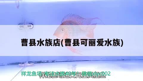 曹县水族店(曹县可丽爱水族)