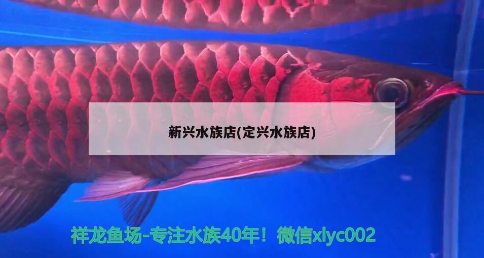 新兴水族店(定兴水族店) 翡翠凤凰鱼