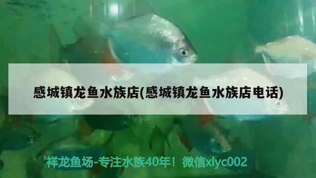 感城镇龙鱼水族店(感城镇龙鱼水族店电话) 祥龙鱼场