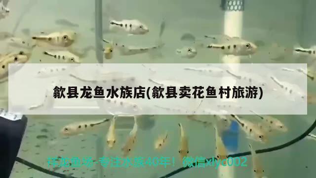 歙县龙鱼水族店(歙县卖花鱼村旅游)