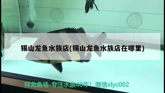 锡山龙鱼水族店(锡山龙鱼水族店在哪里) 月光鸭嘴鱼