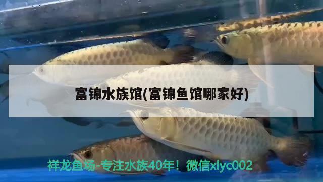 富锦水族馆(富锦鱼馆哪家好) 超血红龙鱼