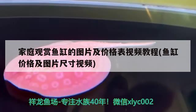 家庭观赏鱼缸的图片及价格表视频教程(鱼缸价格及图片尺寸视频) 白子银版鱼苗