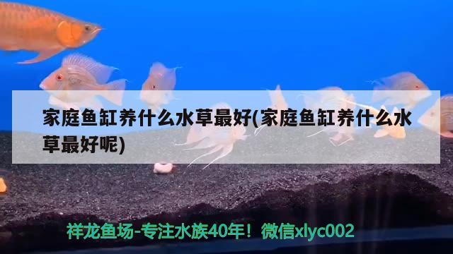 家庭鱼缸养什么水草最好(家庭鱼缸养什么水草最好呢)