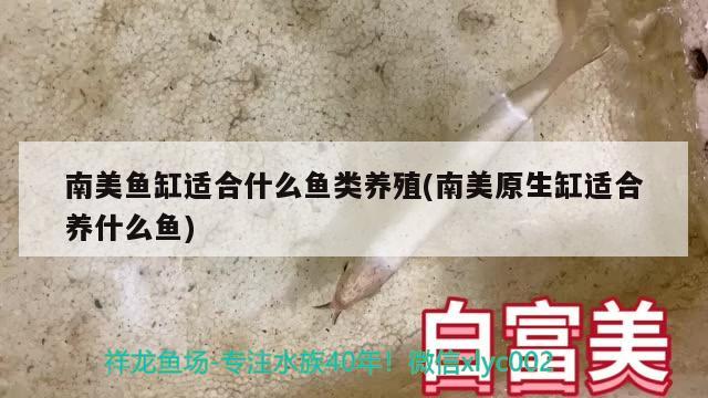 南美鱼缸适合什么鱼类养殖(南美原生缸适合养什么鱼) 水族品牌