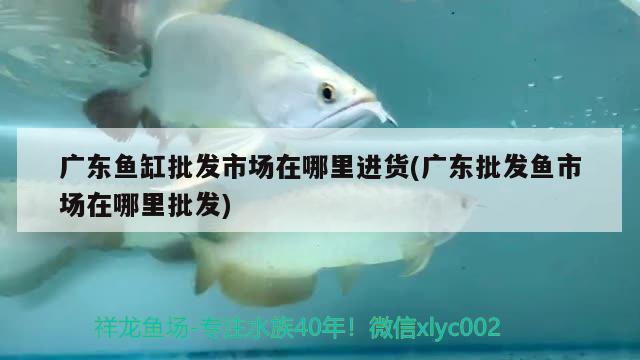 广东鱼缸批发市场在哪里进货(广东批发鱼市场在哪里批发) 水族世界 第3张