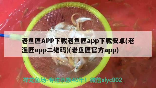 老鱼匠APP下载老鱼匠app下载安卓(老渔匠app二维码)(老鱼匠官方app) 老鱼匠